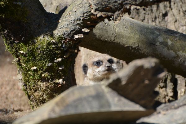 Coucou