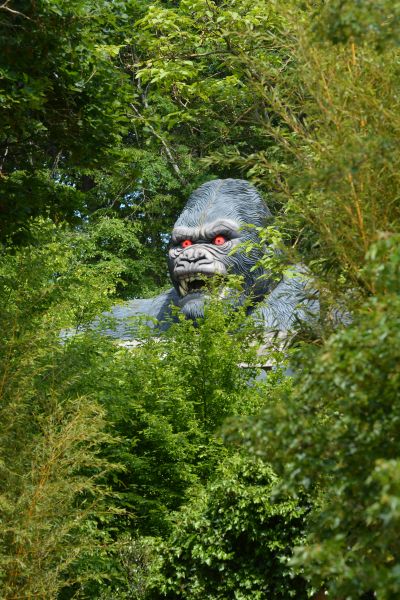 Kong