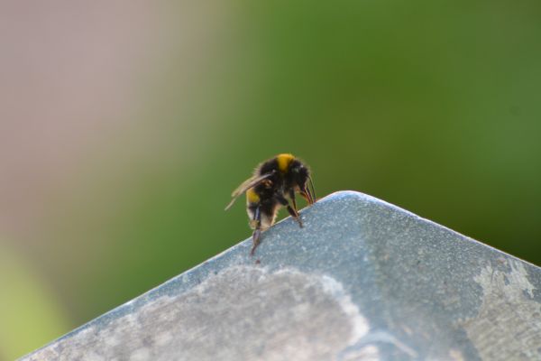 Une journée au cœur du Pal