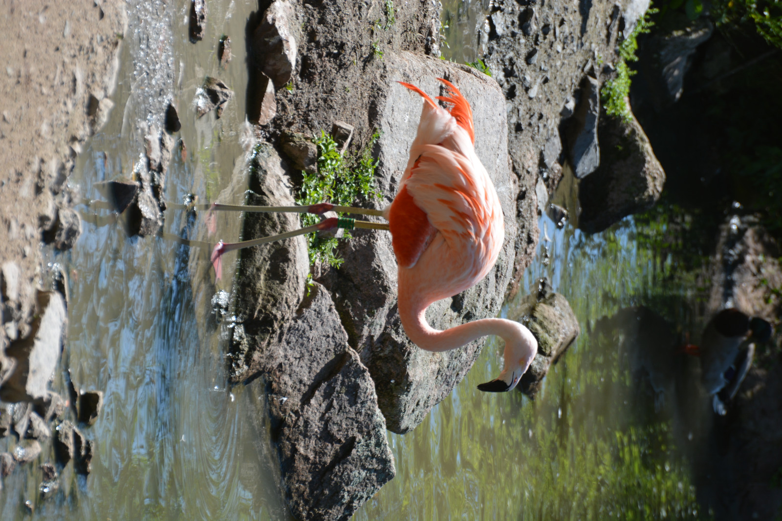 [Description photo 11]